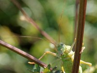Sauterelle des vignes